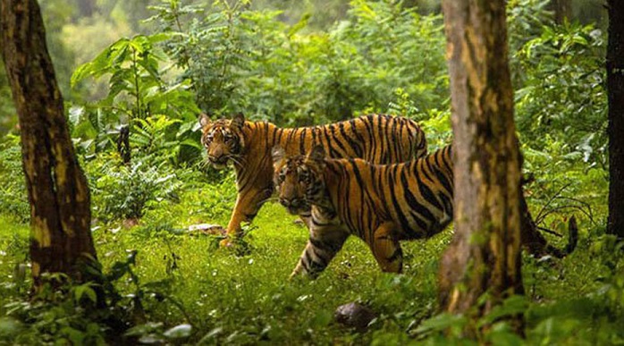 बाघको त्रासमा राप्ती सोनारीवासी