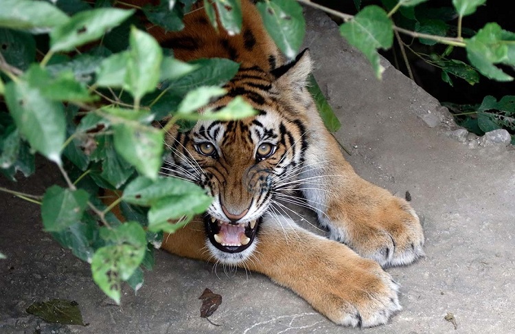 चितवन निकुञ्जमा वन्यजन्तुको आक्रमण बढ्दो