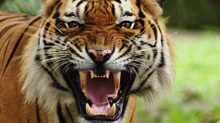 कैलालीमा बाघको आक्रमणबाट महिला घाइते